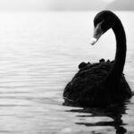Navigating through the COVID-19 black swan
