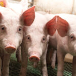 Pork producers call for a more targeted AgriStability