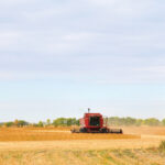 U.S. soybean and soyoil futures are currently guiding canola’s fortunes.