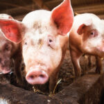 Hog producers want $50 million invested in ASF prevention