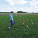 Jessica Nicksy visits her plots at Libau, Manitoba.