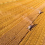 Two publicly developed high-yielding wheat varieties have been removed from a trial of variety use agreements after producer groups protested. At the same time, those groups have agreed to fund new research.