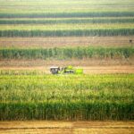 A farmer in China harvests corn at a farm in Gaocheng, Hebei province in 2015.