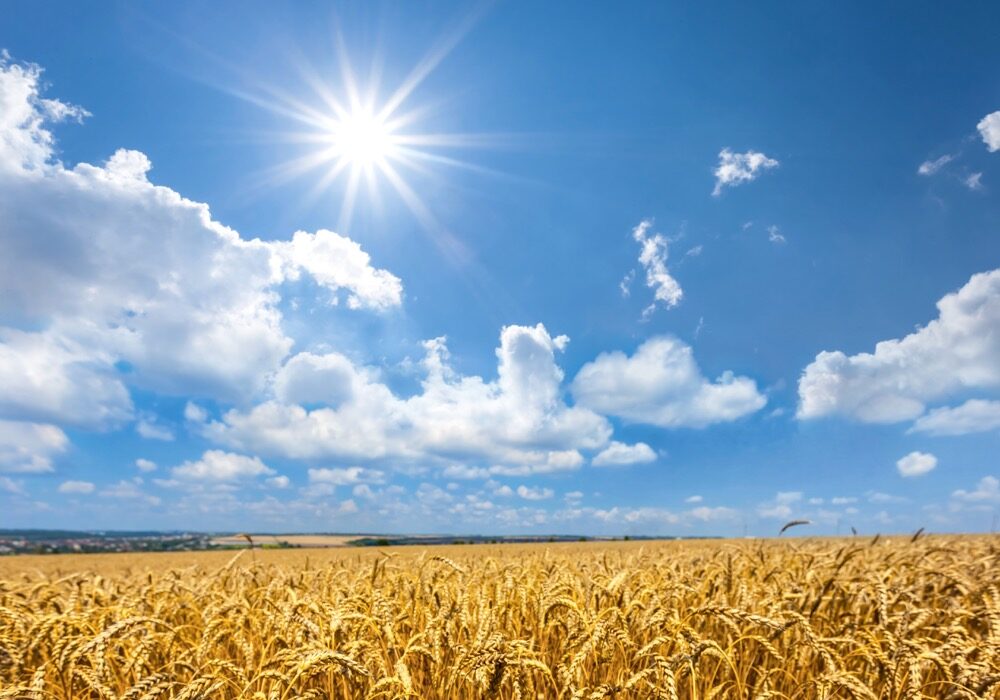 AAC Wheatland, AAC Starbuck outyield AAC Brandon
