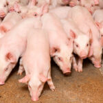 Manitoba’s swine genetics sector is hailing a relaxing of some federal regulations seen as outdated and unnecessary.