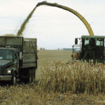 Corn silage yields have been surprisingly durable this year despite dry growing conditions and an early frost.