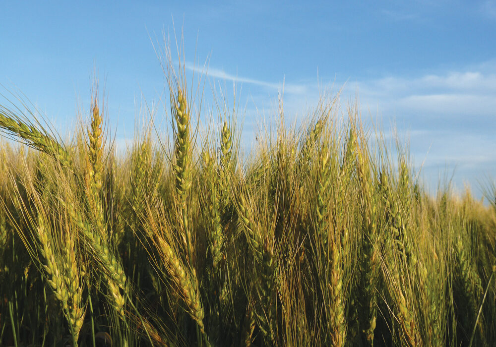 The Manitoba Crop Alliance will be a more efficient and farmer-focused organization as it officially launches, organizers say.