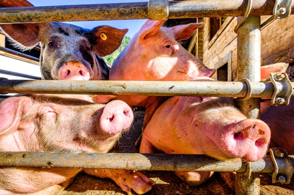 File photo of domestic hogs on a German farm.