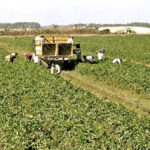 Before the pandemic hit, the food industry’s labour shortages were barely on the public’s radar.