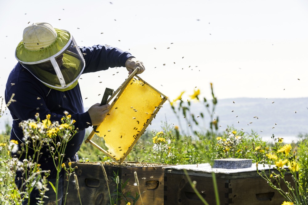 Province, Manitoba Beekeepers announce knowledge transfer program