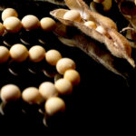 Strong soybean performance is primarily what bolstered a record August.