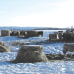 Whether you spread out bales or group them in ‘pods,’ don’t worry about the residue left behind — it isn’t wasted.
