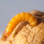 A wireworm in a potato in close-up. (MegaV0lt/iStock/Getty Images)