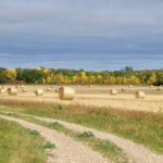 There are still localized feed shortages in pockets of the province but timely rains later in the summer seem to have taken the edge off of feed shortages that have dogged cattle producers the past two seasons.