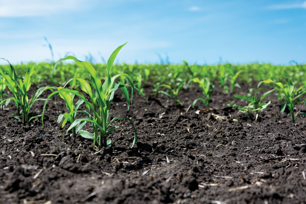 Corn crops will fare better if they’re planted into warmer soils, which helps them clear the key emergence hurdle.