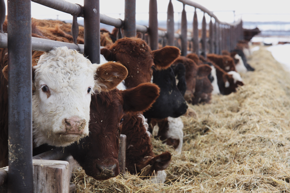 Keep your calves a little longer