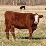 Cattle producers are now eligible for funding to cover extra expenses related to the COVID pandemic.
