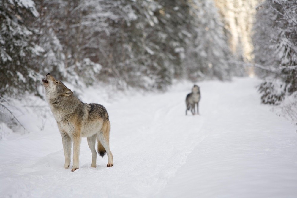 File photo of gray wolves howling in British Columbia. (Pac9012/iStock/Getty Images)
