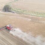 A drone photo of wheat being harvested near Moree, Australia, Oct. 27.