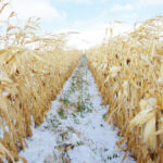 Intercrops peek out between the corn rows of MBFI’s latest look into corn grazing practices.