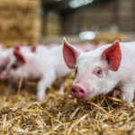 Pork producers are looking for better pricing mechanisms.