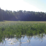 Manomin (wild rice) growing near Niisaachewan Anishinaabe Nation.