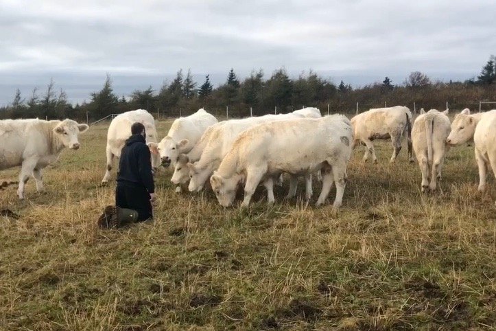 Nelson Fagan Jr. greets 10 Charolais cows at his ranch near Conception Bay South in October. (N. Fagan Meats video screengrab via Facebook)
