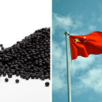 Agricultural commodities and agri-foods account for one-third of Canada’s total exports to China.