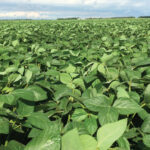 Manitoba producers may be a bit leery of soybeans after three straight dry years,
but over time the crop will do well.