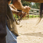 Timely trimming can prevent many hoof problems.