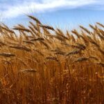 A wheat crop on the Prairies nears harvest in 2018.
