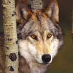 An upcoming survey is going to define the predation problem and look at potential solutions.