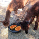 Alpacas at 313 Farms enjoy their annual pumpkin treat after Halloween.