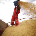A worker inspects soybeans during the soy harvest near the town of Campos Lindos, Brazil February 18, 2018.