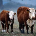 “Sharing the stories of TESA winners at both the provincial and national level helps to build public trust and confidence in the beef industry.” – Manitoba Beef Producers.