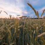 File photo of a rye field in Kazakhstan. (Stsmhn/iStock/Getty Images)
