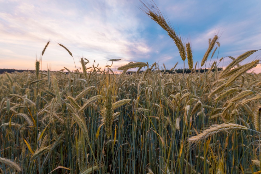 File photo of a rye field in Kazakhstan. (Stsmhn/iStock/Getty Images)
