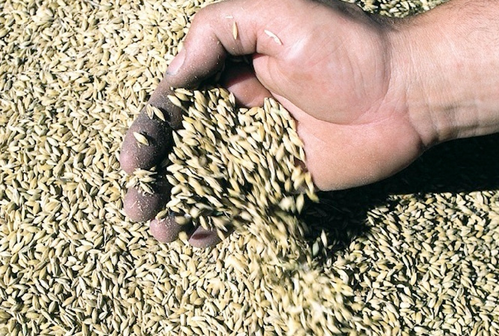 Canadian Malting Barley Technical Centre issues 2021-22 recommended malting barley varieties list