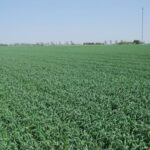 A wheat crop in progress on May 24, 2016 north of London, Ont. (Ralph Pearce photo)