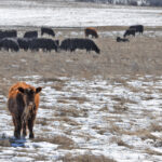 Year-round grazing requires year-round planning and management.