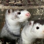 Minks at a farm near Soroe in Denmark on Nov. 5, 2020. (Photo: Reuters/Jacob Gronholt-Pedersen)