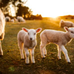 Lamb producers say ewe nutritional needs vary so greatly depending on the number of lambs being carried that producers need reliable and affordable access to ultrasound services.