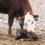 A few small changes can compound and really build the bottom line of cow-calf operations.