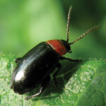 Flea beetle is one of the pests a Manitoba researcher is targeting with biotechnology.