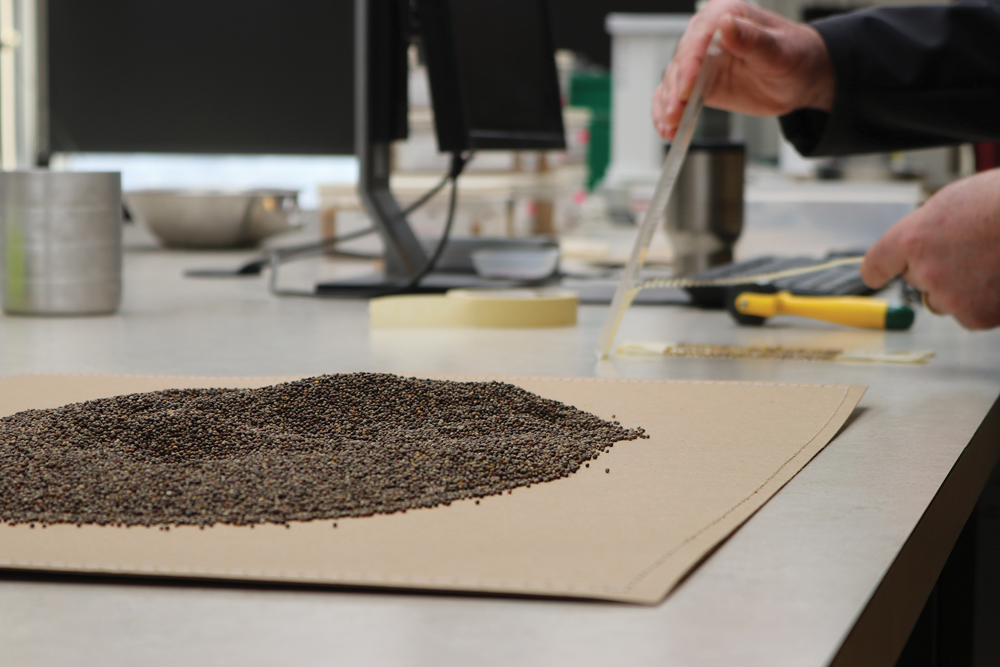 Overwintered canola can still have value, but process it quickly