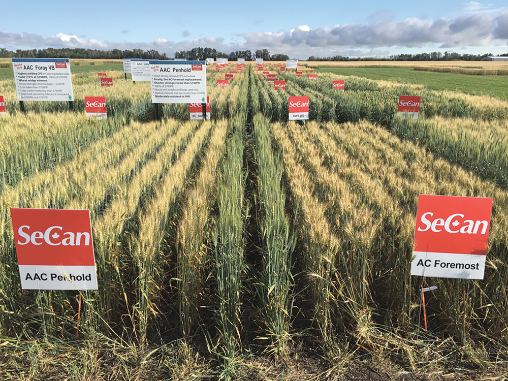 SeCan plots at a field research station, representing the work of Agriculture Canada scientists who develop wheat and other Prairie crop varieties.