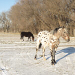 Watch your horse for weight gain this fall
