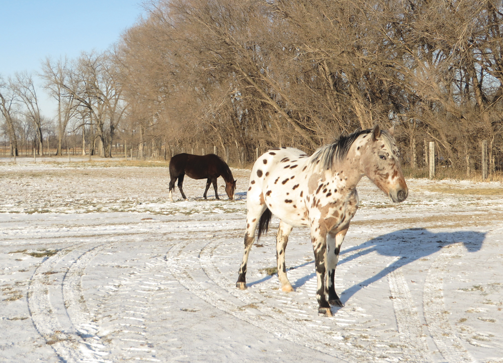 Watch your horse for weight gain this fall