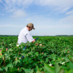 An agronomist examines cotton plants in Batesville, Mississippi in 2018.