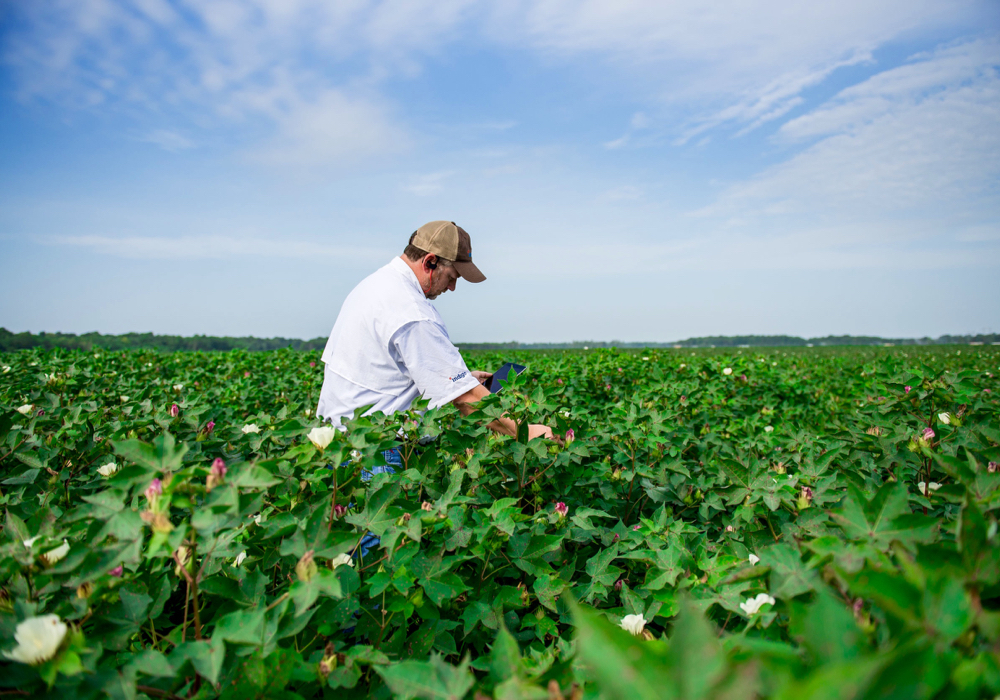 An agronomist examines cotton plants in Batesville, Mississippi in 2018.